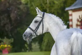 Magnifique cheval blanc, mylord Carthago, au licol orné, se tient fièrement devant un manoir.