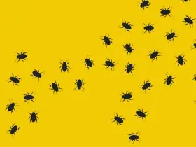 Muchas cucarachas negras se arrastran sobre un fondo amarillo brillante. Las cucarachas transmiten enfermedades.