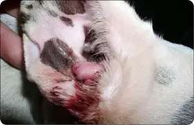 Widoczne jest bolesne, ropiejące czyrak u psa na łapie, wymagające natychmiastowej interwencji weterynaryjnej.