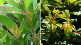 Links: Eukalyptusblätter mit orange-braunen Flecken, Anzeichen von Pilzbefall. Rechts: Gesunde, glänzende junge Blätter.