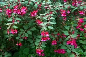 Krzew fuksji w pełnym rozkwicie, z mnóstwem różowo-fioletowych kwiatów zwisających jak małe dzwoneczki. To piękny widok, gdy hibiskus kwitnie latem.