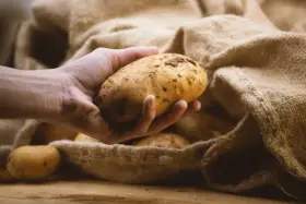 Hand holds a potato, ready to store them in a burlap sack.