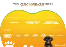 Kalendarz szczepień psa: wścieklizna, nosówka, parwowiroza. Dowiedz się, ile kosztuje szczepienie psa i kiedy podać kolejne dawki.