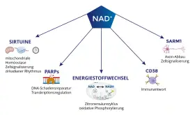 NAD+ beeinflusst Sirtuine, PARPs, Energiestoffwechsel, SARM1 und CD38. Die Wirkung von NAD+ ist vielfältig.