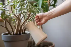 Mano regando un árbol de jade, cuidando sus hojas carnosas. El riego adecuado es clave para los cuidados del árbol de jade.