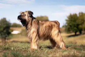 Piękny briard z długą, falującą sierścią stoi na trawie, w tle drzewa i błękitne niebo.