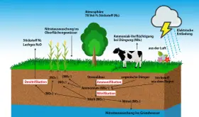Schema des Stickstoffkreislaufs: Atmosphäre, Pflanzen, Kuh, Boden mit Prozessen wie Nitrifikation und Denitrifikation, sowie Auswaschung ins Grundwasser.