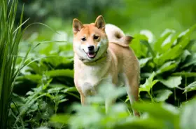 Uśmiechnięty shiba inu w zieleni. Ile żyje taki piesek? Średnio 12-15 lat, ale zależy od wielu czynników.