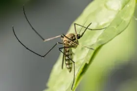 Un mosquito en una hoja verde. Aprende cómo evitar mosquitos en el jardín para disfrutar del aire libre sin picaduras.