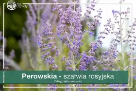 Perowskia jak gęsto sadzić? Dowiedz się, jak uzyskać efektowną rabatę z perowskiami, tworząc gęste kępy.