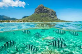 Podwodny świat z rybami i góra Le Morne Brabant na Mauritiusie. Czy na Mauritius jest bezpiecznie? Tak, to raj dla nurków.