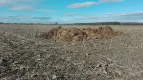 Duża kupa obornika bydlęcego leży na polu po żniwach, gotowa do użyźnienia gleby.