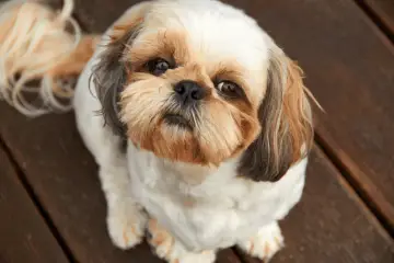 Czym karmić szczeniaka Shih Tzu? Pełny poradnik żywienia + harmonogram
