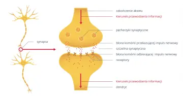 Schemat synapsy, kluczowy element układu nerwowego matura. Pokazuje przekazywanie impulsu nerwowego między neuronami.