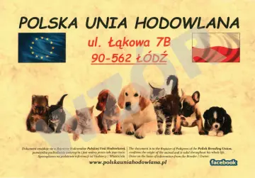 Polska Unia Hodowlana - dokument potwierdza pochodzenie zwierząt. Na zdjęciu szczenięta i kocięta.