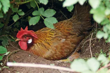 Gallina bruna con cresta rossa, nascosta tra la vegetazione, nel luogo dove fanno le uova le galline.