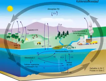 Der Kohlenstoffkreislauf zeigt, wie Kohlensäure zwischen Atmosphäre, Vegetation, Böden, Meeren und fossilen Brennstoffen zirkuliert.
