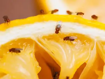Un limón cortado atrae a varias moscas de la fruta, que se posan en su jugosa pulpa amarilla.