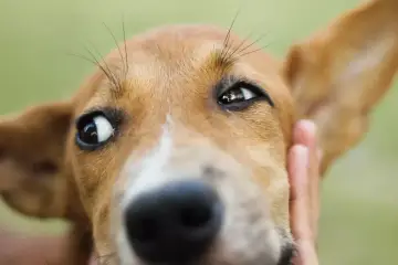 Uroczy pies z zezem patrzy w obiektyw, jego oczy wyrażają ciekawość i odrobinę zdziwienia.