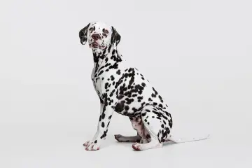 Uroczy dog o białej sierści w czarne cętki, siedzący na białym tle.