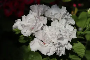 Kwitnące białe pelargonie, z delikatnymi różowymi akcentami, zachwycają. Czy pelargonia jest wieloletnia? Tak, przy odpowiedniej pielęgnacji może cieszyć oko przez lata.