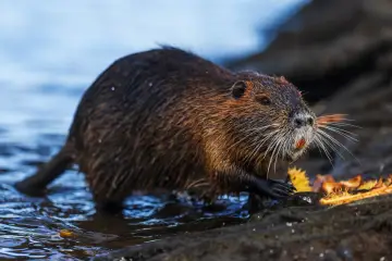 Nutria, z mokrym futrem, wychodzi z wody. Jej mięso jest cenione w niektórych kuchniach.