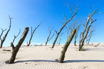 Suche drzewa na tle błękitnego nieba, stojące na pofałdowanych piaskach. To krajobraz ruchomych wydm, gdzie natura tworzy niezwykłe formy.