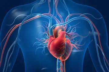 Anatomia człowieka: czerwone serce i sieć naczyń krwionośnych na tle błękitnego torsu.