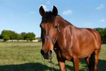 Brązowy koń na pastwisku, z niebieskim niebem i chmurami w tle. Po deszczu konie wyglądają na zadowolone.