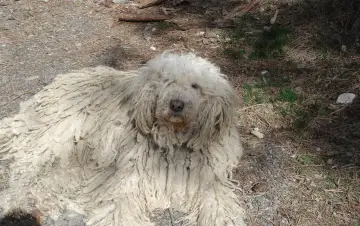 Węgierski pies pasterski, komondor, leży na ziemi, jego długie, sznurkowe futro przypomina owczą wełnę.