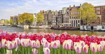 Kolorowe tulipany na pierwszym planie, a w tle malowniczy kanał z łodziami i kamienicami w Amsterdamie. Idealny widok, by poczuć atmosferę miasta, jakby właśnie wysiadł z pociągu do Amsterdamu.