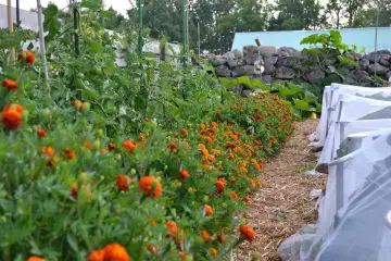En rad med orange blommor kantas av tomatplantor i en pallkrage. Bredvid syns odlingar under fiberduk.