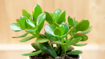 Planta de árbol de jade, conocida por su significado de buena suerte y prosperidad. Sus hojas verdes y carnosas, con bordes rojizos, brillan sobre un fondo de madera.