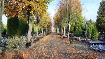 Aleja na cmentarzu w Gorzowie jesienią. Liście pokrywają ścieżkę, drzewa w złotych barwach. Sprawdź cmentarz gorzów harmonogram.