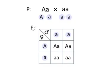 Krzyżówki genetyczne klasa 8: diagram Punnetta pokazuje dziedziczenie cechy Aa x aa, dając potomstwo Aa i aa.