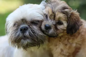 Dwa urocze szczenięta, mieszaniec yorka z shih tzu, przytulają się do siebie na tle zieleni.