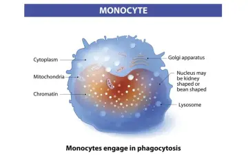 Schemat monocytu z jądrem, mitochondriami i aparatem Golgiego. Monocyty lekko podwyższone mogą wskazywać na stan zapalny.