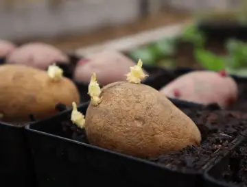 Potatis i pallkrage börjar gro. Små skott tittar fram ur de bruna potatisarna, redo att växa i jorden.