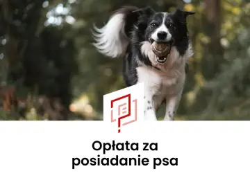 Radosny pies rasy border collie biegnie z piłką w pysku. Tekst informuje o opłacie za posiadanie psa, czyli o podatku od psa.