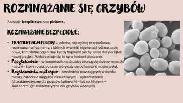 Mikroskopowe ujęcie drożdży, ilustrujące bezpłciowe rozmnażanie grzybów. Biologia rozszerzona.
