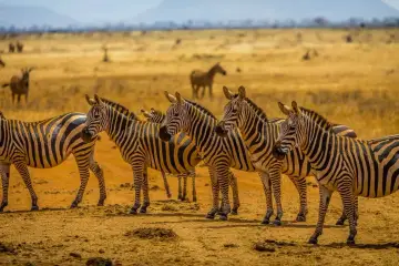 Stado zebr na tle sawanny. Kenia w styczniu to idealny czas na obserwację tych majestatycznych zwierząt w ich naturalnym środowisku.