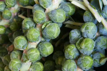 Nahaufnahme von frisch geernteten Rosenkohlpflanzen, die bereit sind, in der Küche zu landen.