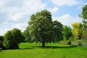 Kwiaty kasztanowca na tle błękitnego nieba. Widać, jak wysokie mogą być drzewa przy granicy działki, tworząc zieloną ścianę.