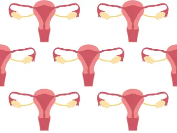 Schemat układu rozrodczego kobiety. Badanie CA 125 może pomóc w diagnostyce chorób ginekologicznych.