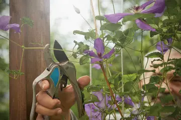 Gärtner schneidet mit einer Gartenschere eine Clematis. Die lila Blüten und grünen Blätter sind im Fokus.