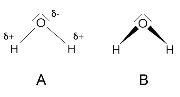Zwei Wasser-Strukturformeln. A zeigt die polaren Bindungen mit partiellen Ladungen (δ+, δ-). B zeigt die V-förmige Struktur.