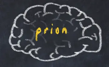 Rysunek mózgu kredą, w środku żółty napis "prion". Choroba kuru to jedna z chorób wywoływanych przez priony.