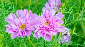 Zwei zarte, rosafarbene Cosmea-Blüten mit gelben Zentren, umgeben von feinem grünen Laub. Diese Cosmea ist winterhart und trotzt der Kälte.
