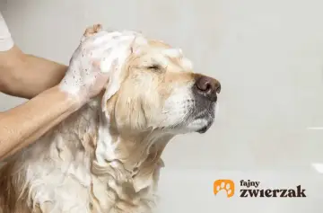 Piesek w pianie podczas kąpieli. Pamiętaj, czym przemywać psu oczy, by były zdrowe i czyste.