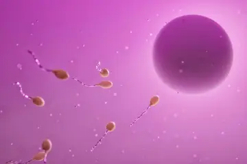 Spermatozoidy zbliżają się do komórki jajowej. Czy komórka zwierzęca ma ścianę komórkową? Nie, nie ma.